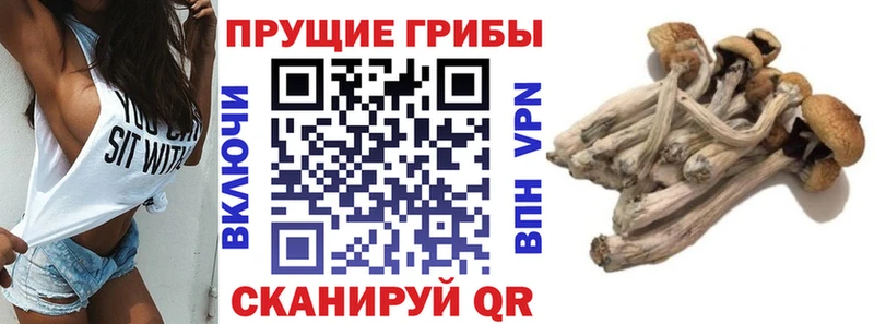 Псилоцибиновые грибы мицелий Мамоново